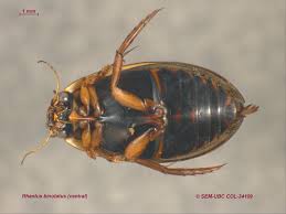 Attēlu rezultāti vaicājumam “Rhantus frontalis”