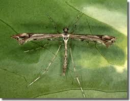 Attēlu rezultāti vaicājumam “Platyptilia tesseradactyla”