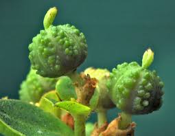 Attēlu rezultāti vaicājumam “Euphorbia palustris fruit”