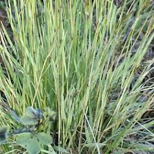 Attēlu rezultāti vaicājumam “Anthoxanthum odoratum flower”