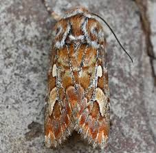 Attēlu rezultāti vaicājumam “Panolis flammea”