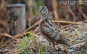 Attēlu rezultāti vaicājumam “Scolopax rusticola”