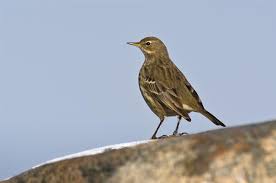 Image result for Anthus petrosus