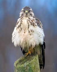 Attēlu rezultāti vaicājumam “Buteo buteo”
