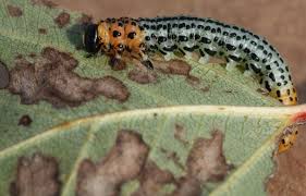 Attēlu rezultāti vaicājumam “Nematus salicis”