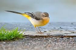 Attēlu rezultāti vaicājumam “Motacilla cinerea”