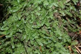 Attēlu rezultāti vaicājumam “Calypogeia azurea”