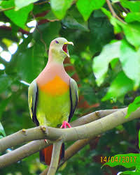 Attēlu rezultāti vaicājumam “Columbiformes”