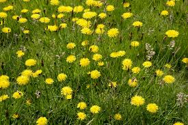 Attēlu rezultāti vaicājumam “Hieracium vulgatum”