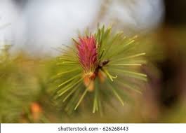 Attēlu rezultāti vaicājumam “Pseudotsuga menziesii flower”