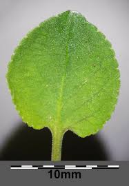 Attēlu rezultāti vaicājumam “Viola rupestris leaf”