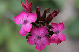 Image result for Dianthus carthusianorum