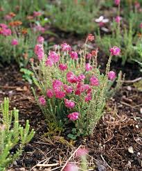 Attēlu rezultāti vaicājumam “Erica tetralix”