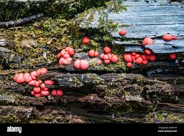 Attēlu rezultāti vaicājumam “Lycogala roseosporum”