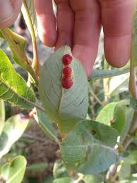 Attēlu rezultāti vaicājumam “Euura acutifoliae”