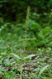 Attēlu rezultāti vaicājumam “Listera ovata”