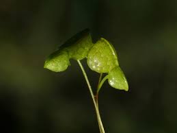 Attēlu rezultāti vaicājumam “Lemna gibba”