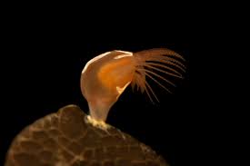 Attēlu rezultāti vaicājumam “Paracorymbia maculicornis imago”