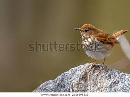 Image result for Catharus guttatus