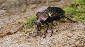 Attēlu rezultāti vaicājumam “Sinodendron cylindricum female”