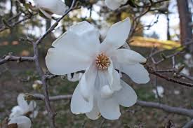 Attēlu rezultāti vaicājumam “Magnolia x loebneri flower”