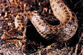 Attēlu rezultāti vaicājumam “Coronella austriaca adult”