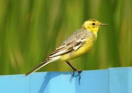 Attēlu rezultāti vaicājumam “Motacilla citreola”