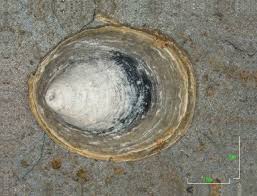 Attēlu rezultāti vaicājumam “Ancylus fluviatilis”