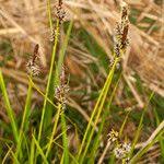 Attēlu rezultāti vaicājumam “Carex ericetorum”