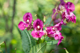 Attēlu rezultāti vaicājumam “Impatiens noli-tangere flower”