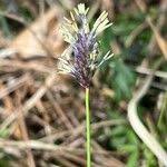 Attēlu rezultāti vaicājumam “Sesleria caerulea leaf”