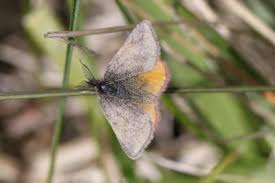 Attēlu rezultāti vaicājumam “Lythria cruentaria”