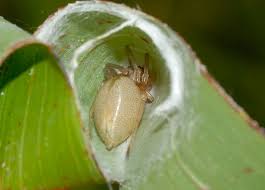 Attēlu rezultāti vaicājumam “Miturgidae”