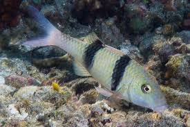 Image result for Parupeneus trifasciatus