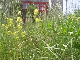 Attēlu rezultāti vaicājumam “Sisymbrium volgense”