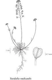 Attēlu rezultāti vaicājumam “Teesdalia nudicaulis”