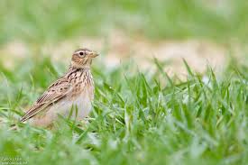 Attēlu rezultāti vaicājumam “Alauda arvensis adult”