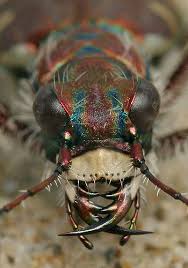 Attēlu rezultāti vaicājumam “Cicindela maritima”