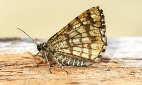 Attēlu rezultāti vaicājumam “Chiasmia clathrata”