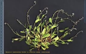 Attēlu rezultāti vaicājumam “Myosotis ramosissima”