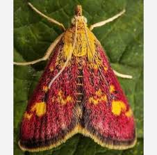 Attēlu rezultāti vaicājumam “Pyrausta purpuralis”