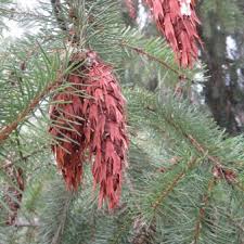 Attēlu rezultāti vaicājumam “Pseudotsuga menziesii fruit”