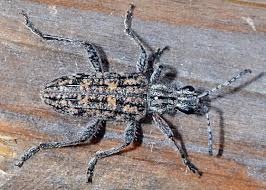 Attēlu rezultāti vaicājumam “Rhagium inquisitor”