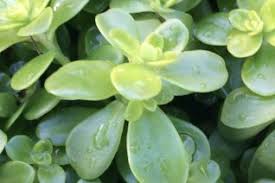 Attēlu rezultāti vaicājumam “Crassulaceae”