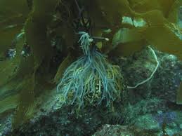 Attēlu rezultāti vaicājumam “Lycogala cf. oleocrystalliferum macro”