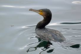 Image result for Phalacrocorax carbo