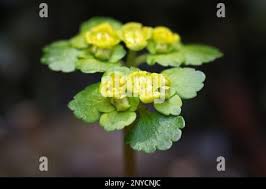 Attēlu rezultāti vaicājumam “Chrysosplenium alternifolium flower”