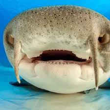 Image result for Ginglymostoma cirratum