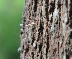 Attēlu rezultāti vaicājumam “Badhamia capsulifera var. arborea macro”