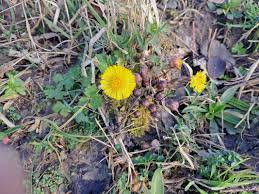 Attēlu rezultāti vaicājumam “Tussilago farfara bud”